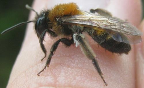 Réf. 180 970 : Andrena synadelpha